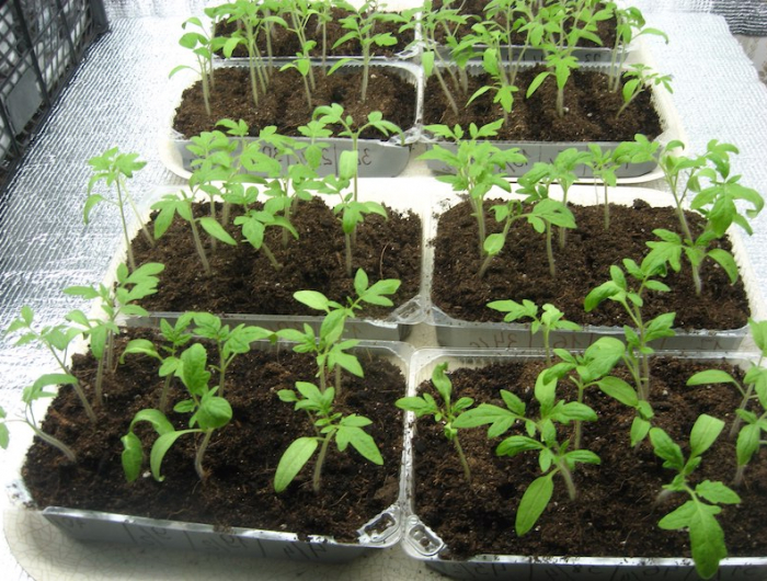 comment arroser les plants des tomates cages avec des plants de tomates