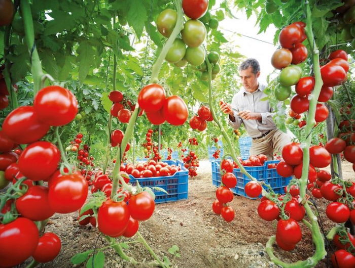 comment avoir beaucoup de tomates sur un pied jardinier avec des tomates muries