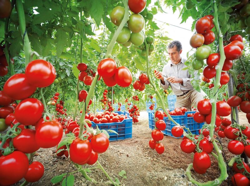 comment avoir beaucoup de tomates sur un pied jardinier avec des tomates muries