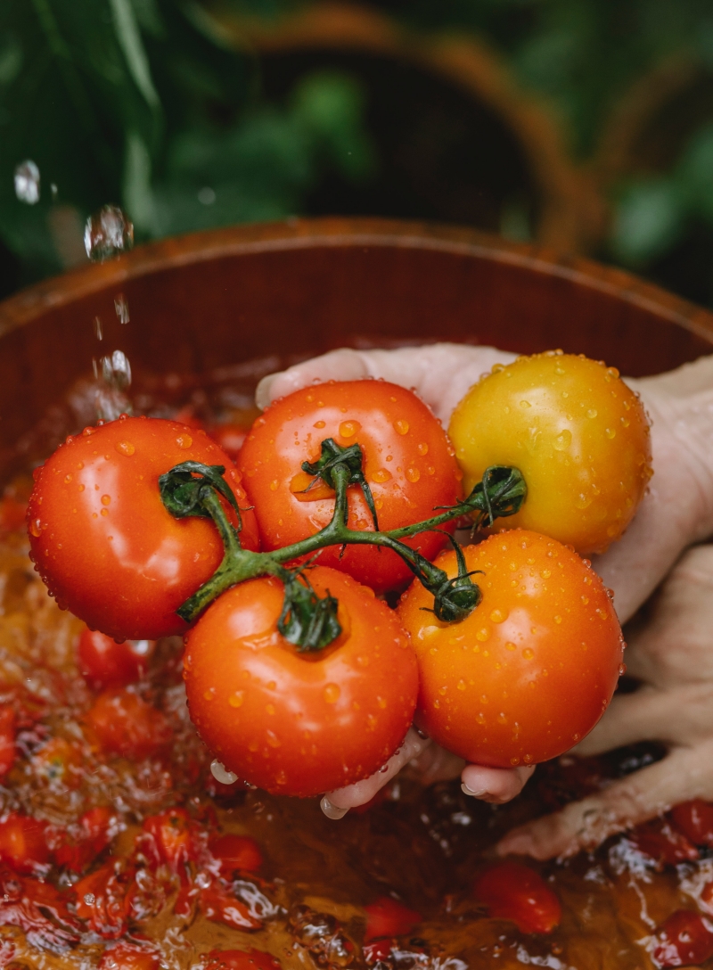 comment avoir beaucoup de tomates sur un pied marc de cafe sol acide