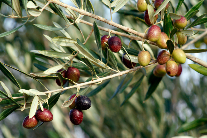 reussir la culture de l olivier