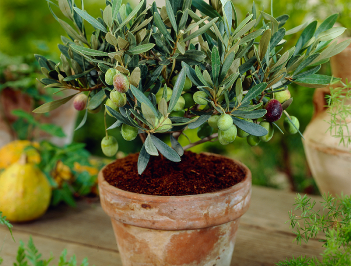 comment bien faire pousser un olivier en pot