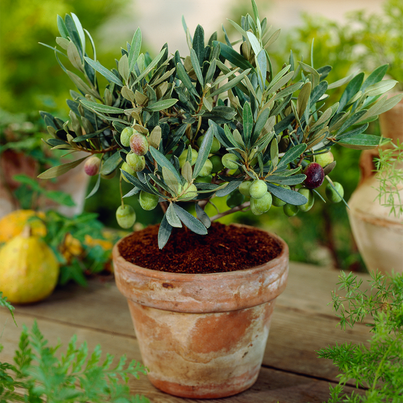 comment bien faire pousser un olivier en pot