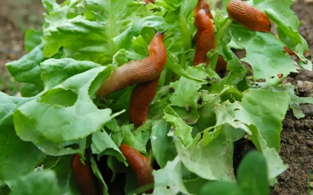 comment eloigner les limaces des legumes feuilles