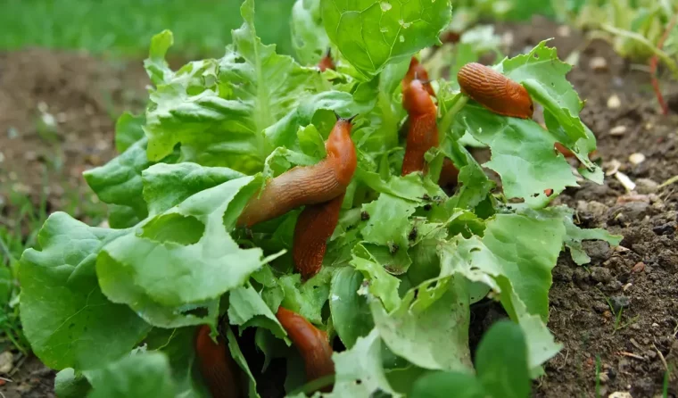 comment eloigner les limaces des legumes feuilles