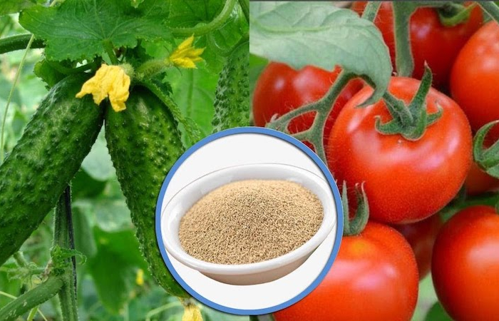 comment fair murir les tomates tomates concombre et levure