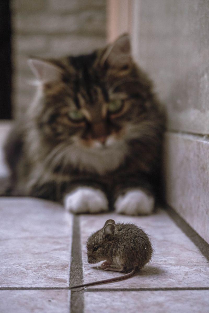 How does a mouse chasing cat scare away mice?