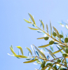 comment faire pousser un olivier a partir d un noyau d olive