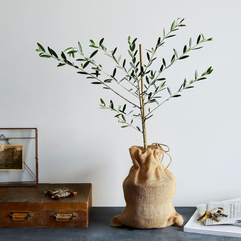 comment faire pousser un olivier avec une branche