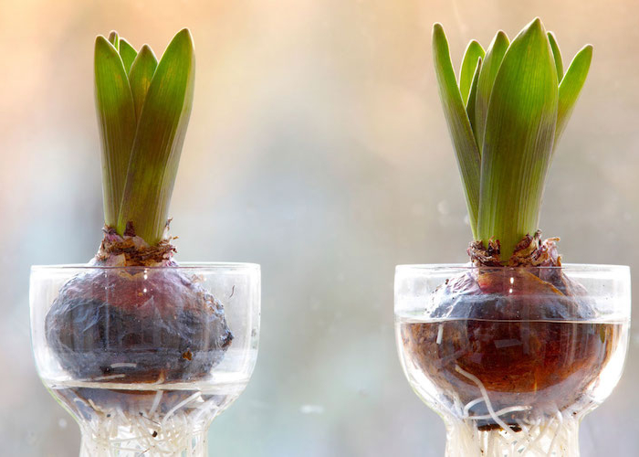 comment faire pousser une plante tres rapidement  2 verres aux tulipes dans l eau