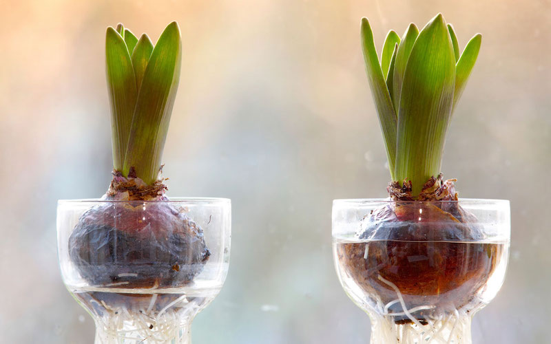 comment faire pousser une plante tres rapidement  2 verres aux tulipes dans l eau