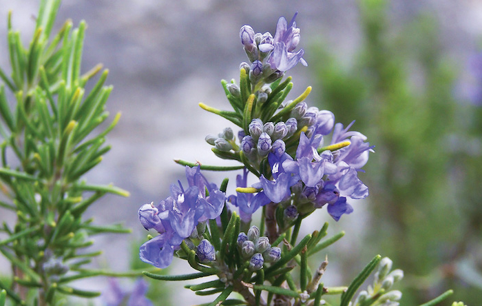 comment faire pousser une plante tres rapidement  fleur de romarin