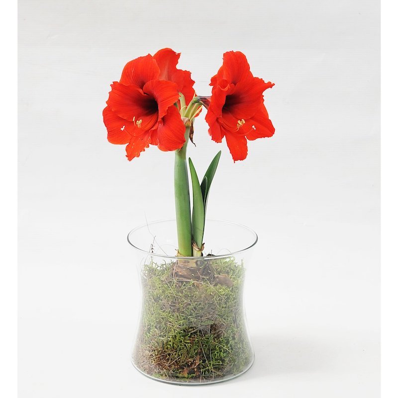 comment faire pousser une plante très rapidement amarylis rouges dans un vase de verre
