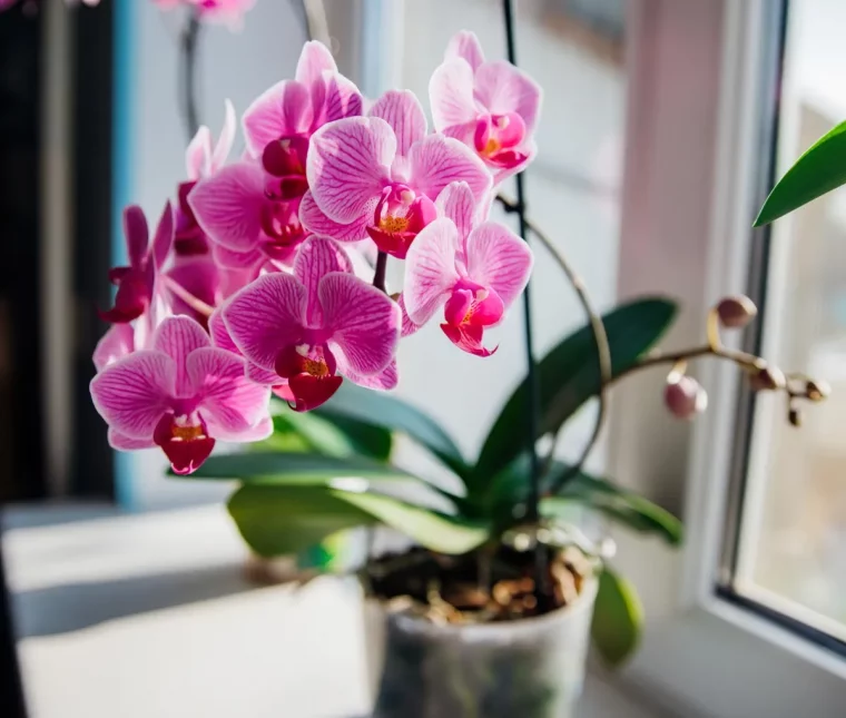 comment faire refleurir une orchidee astuces de pro