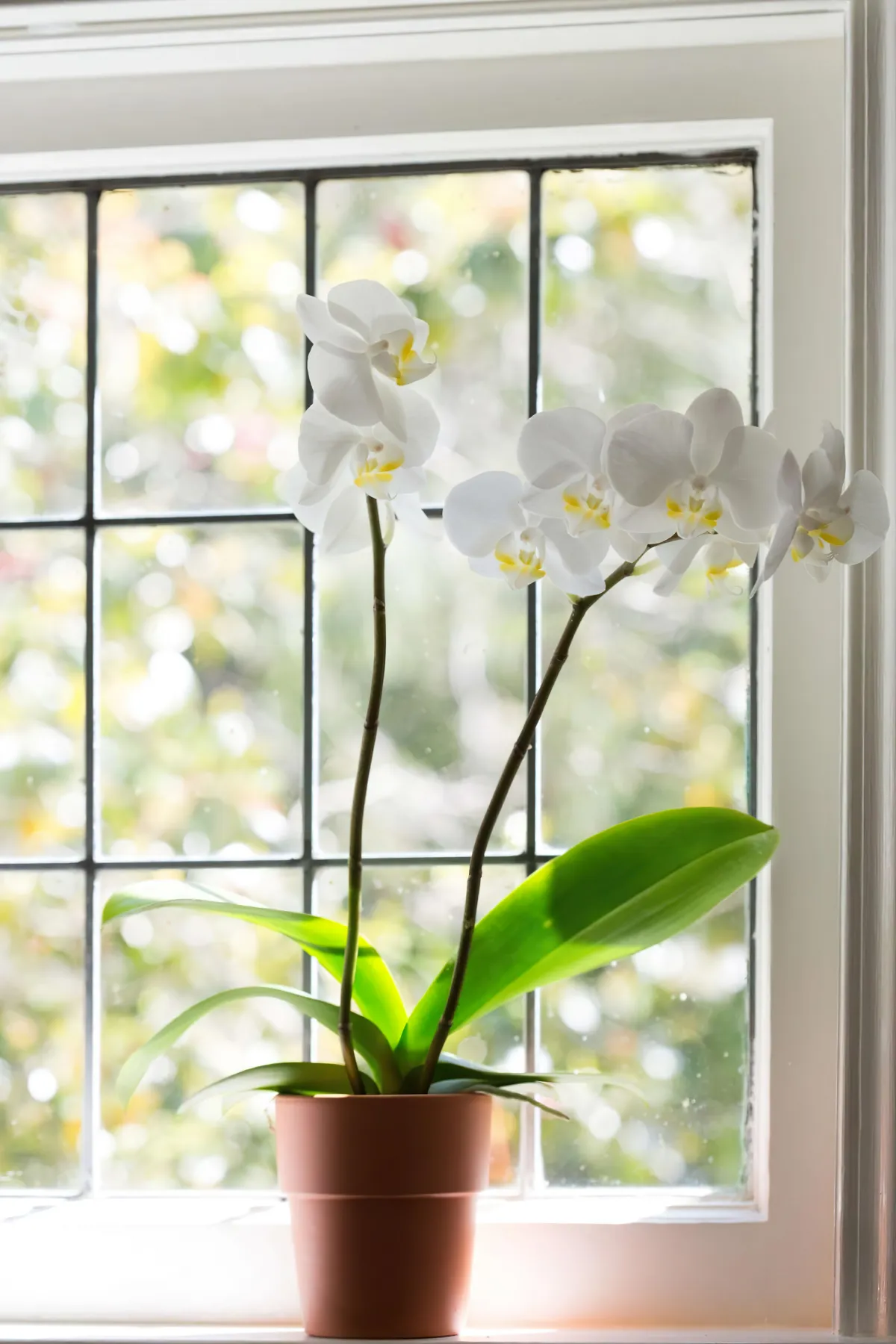 comment faire refleurir une orchidee tout le temps
