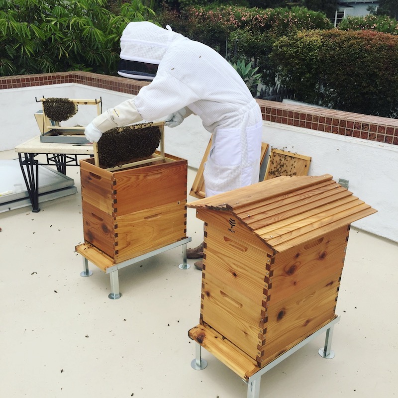 comment faire une ruche homme en blanc manipule lune ruche