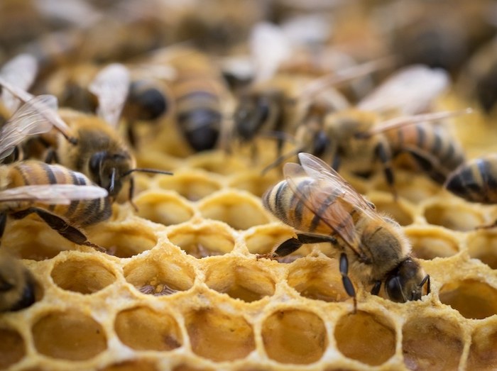 comment les abeilles produisent le miel des abeilles