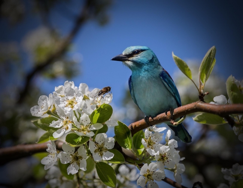 comment proteger ses cerises des oiseaux filet protection arbres