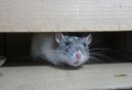 Comment se débarasser des rats еt des souris définitivement ? Recette de grand-mère !