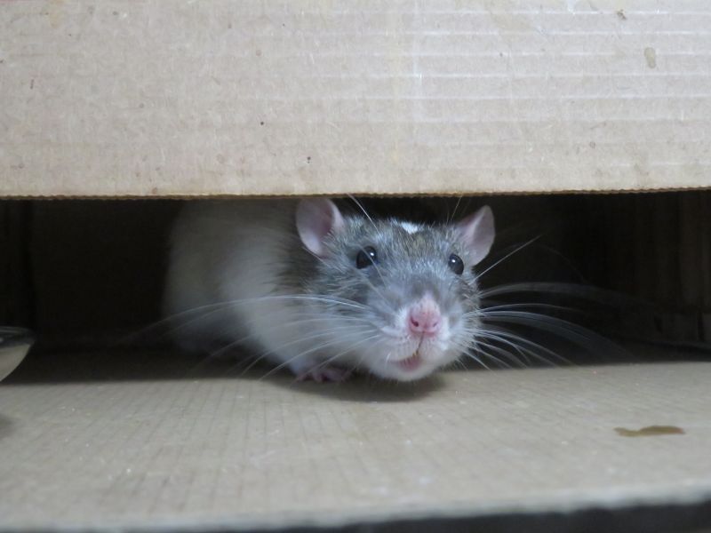 comment se debarrasser des rats un rat qui se glisse dans la maison