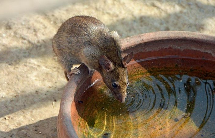 comment se debarrasser des souris un rat qui boit de l eau