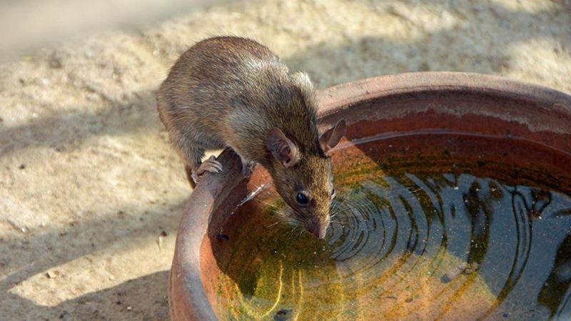 comment se debarrasser des souris un rat qui boit de l eau
