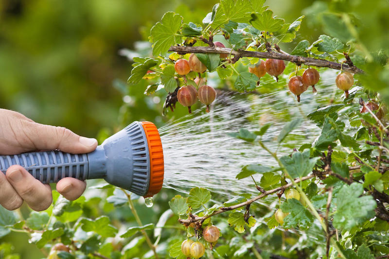 hand watering gooseberry bush in the garden