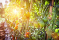 7 idées d’engrais tomate naturel pour une récolte belle et saine
