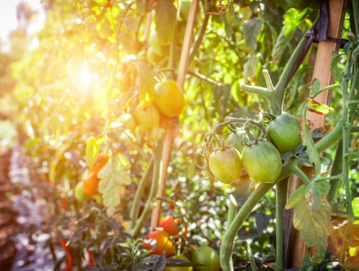 conditions plantation tomates soleil support terreau engrais