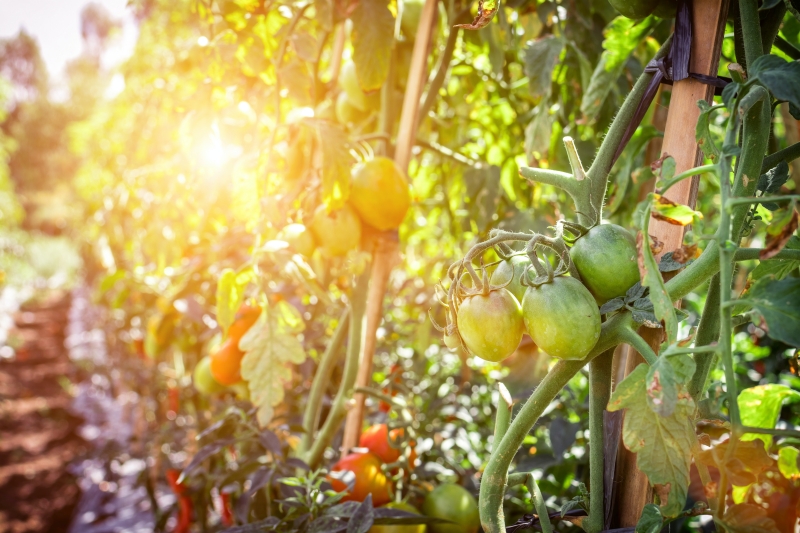 conditions of planting tomatoes sun medium soil fertilizer