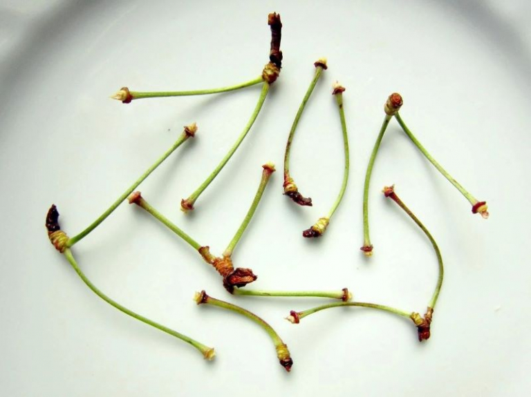 Queues De Cerise Bio - Plante En Vrac Pour Infusion Détox Et Bien-être - Culture Biologique
