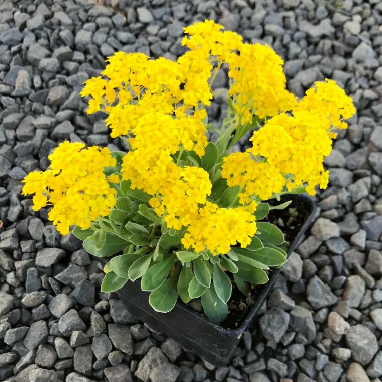 corbeille d or fleur jaune sur galets blancs