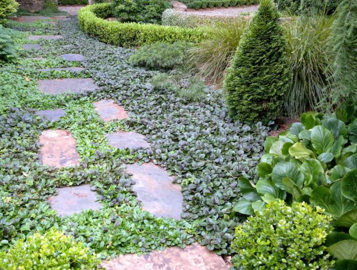 couvre sol sans entrient jardin avec des plantes vertes