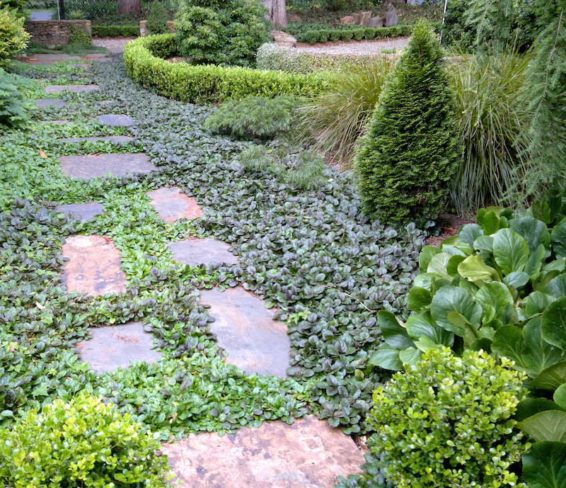 couvre sol sans entrient jardin avec des plantes vertes