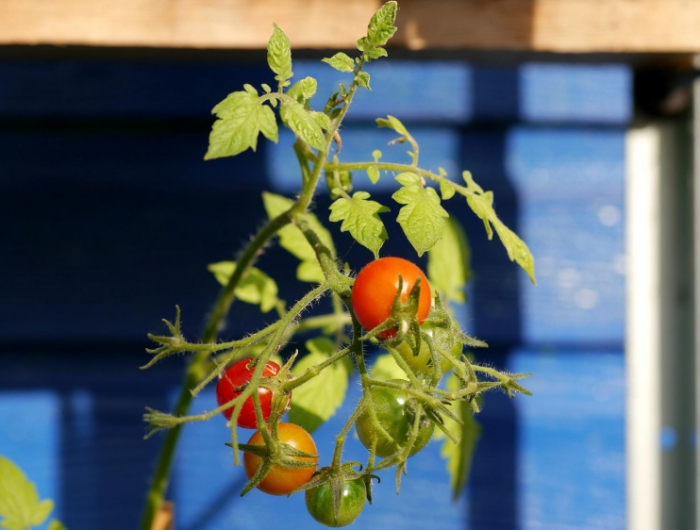 cultivation tomates cerises en pot fertilisation avec produits naturels