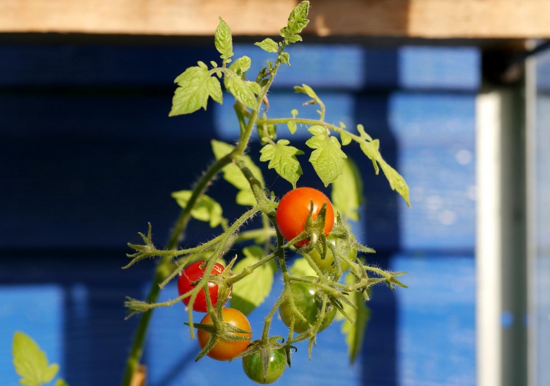 growing tomatoes in pots fertilization with natural products