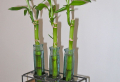 Comment faire pousser une plante très rapidement dans un verre d’eau ?