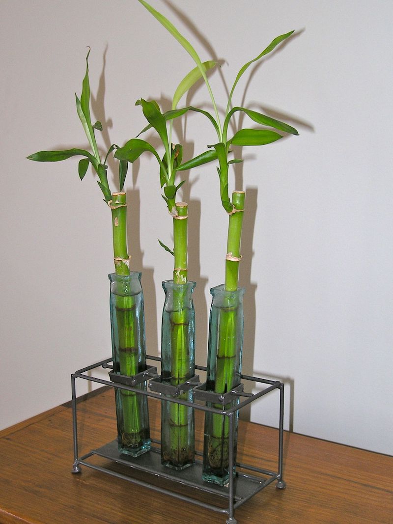 cultiver legumes et fleurs rapidement à faire bambouc dans trois vases de verre