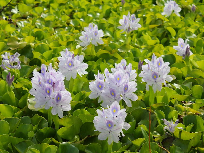 cultiver legumes et fleurs rapidement à faire maree aux jacinthes d eau lilas