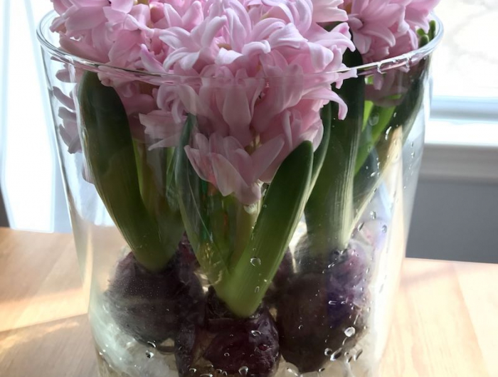 cultiver legumes et fleurs rapidement à la maison vase d eau 3 jacinthes roses