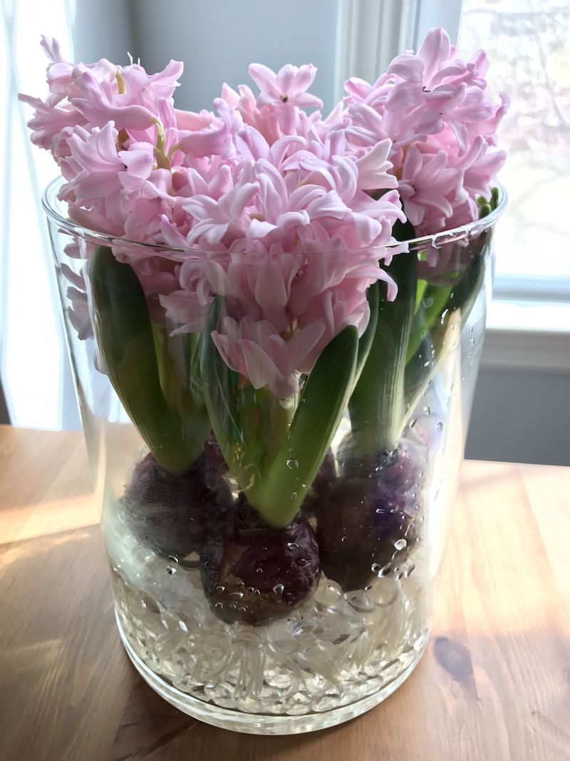 cultiver legumes et fleurs rapidement à la maison vase d eau 3 jacinthes roses
