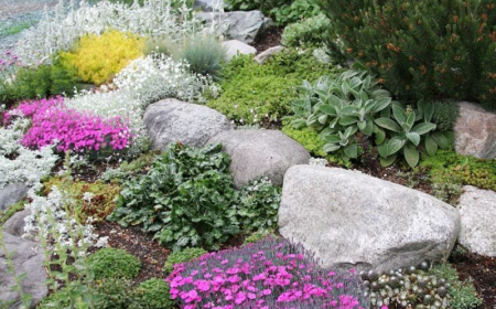 deco jardin avec gross pierres fleurs violets plantes vertes a l ombre