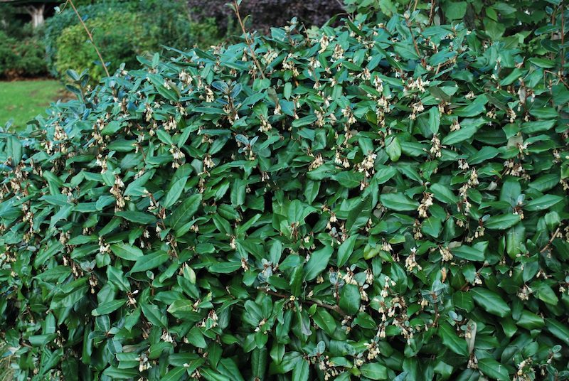 El seto de jardín de eleagnus crece rápido para la protección contra el viento de la planta