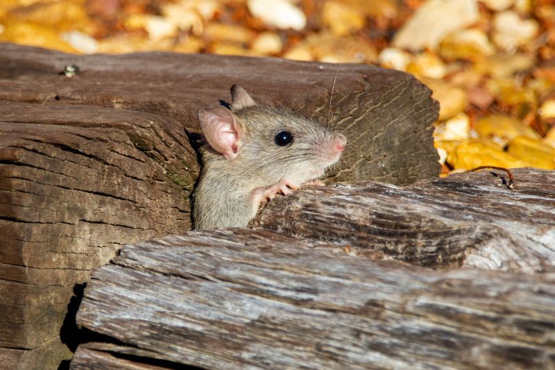 en combien de temps la mort au rat fait effet souris caché dans le bois