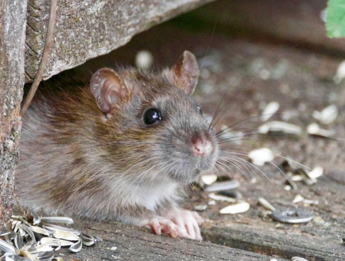 en combien de temps meurt un rat empoisonnee un rat dans le jardin