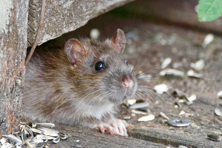 Comment se débarasser des rats еt des souris définitivement ? Recette de grandmère
