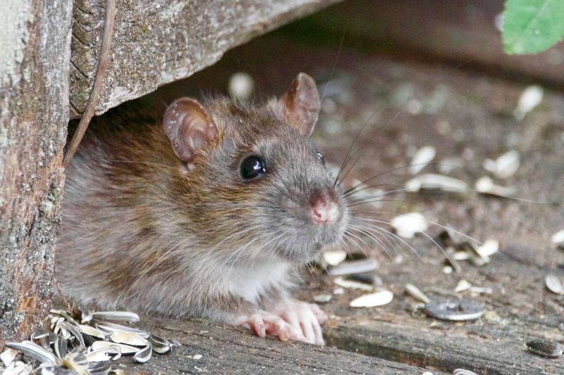 en combien de temps meurt un rat empoisonnee un rat dans le jardin