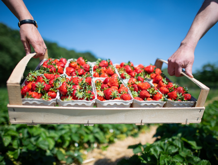 start of season for local free range strawberries in nrw