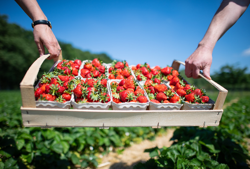 start of season for local free range strawberries in nrw