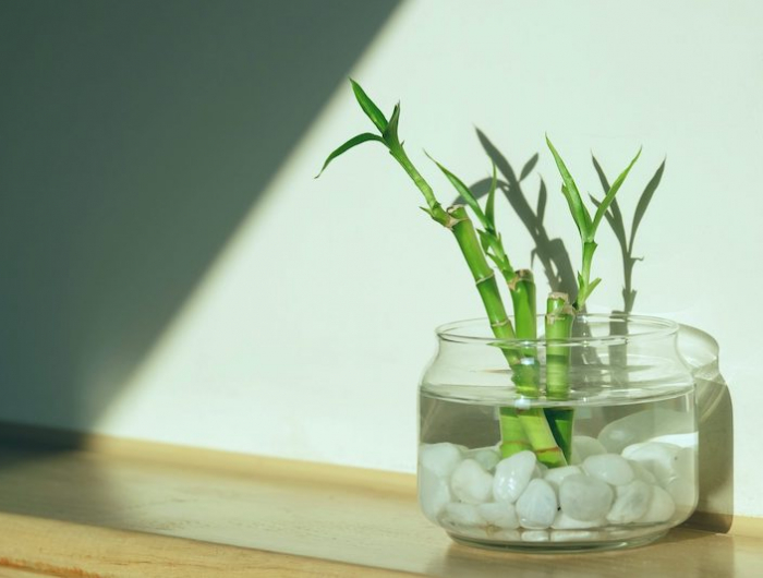 faire pousser des plantes rapidement vase transparente aux cailloux et au papyrus